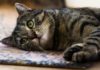 Чем кормить кошку после отравления: меню и рацион для реабилитации