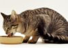 Чем лучше кормить кошку: кормом или домашней едой? Детально разбираемся в вопросе!