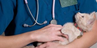 Со скольки месяцев можно кастрировать кота: особенности процедуры с 2 до 12 месяцев
