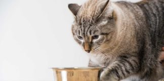 Кормление кота после кастрации: основные правила и требования