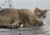 Кастрация кота: что нужно знать перед операцией