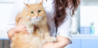 Сколько не кормить кота перед кастрацией: временные рамки, советы ветеринаров
