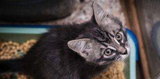 Симптомы и признаки запора у кошек