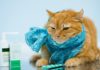 Простуда у кошек: симптомы, диагностика, лечение