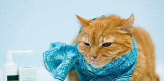 Простуда у кошек: симптомы, диагностика, лечение