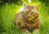 Можно ли кастрировать кота в 7 лет: мнение ветеринаров и экспертов