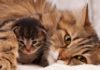 Кошка после родов не ходит в туалет: причины, лечение