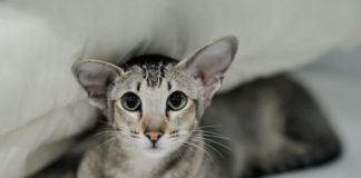 Почему кошка после родов беспокойная и мяукает