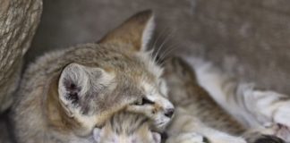 Коричневое выделение у кошки после родов, когда норма, а когда патология