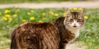 Как вызвать роды у кошки: стимуляция и ускорение