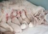 Как проходят роды у кошек: 3 главных этапа