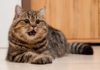 Кошка после родов часто дышит: причины, что делать