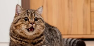 Кошка после родов часто дышит: причины, что делать
