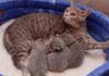 У кошки нет молока после родов: причины, что делать хозяину