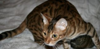 Как понять, что кошка родила всех котят: советы и рекомендации