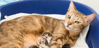 Затяжные роды у кошки: причины, симптомы