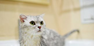 Можно ли мыть кошку после родов и в каких ситуациях этого делать нельзя