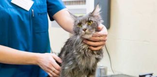 Белые глисты у кошек: виды, лечение и профилактика