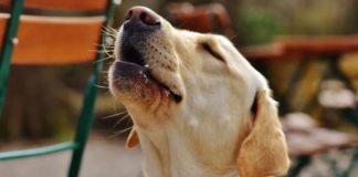 5 быстрых методов отучить собаку выть