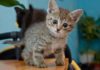 Рахит у котят и кошек: признаки заболевания