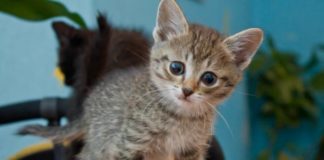 Рахит у котят и кошек: признаки заболевания