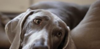 Иммунодефицит у собак: причины, лечение