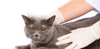 Грибок у кошки на подбородке — серьезная опасность для питомца