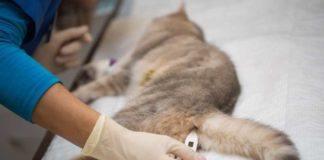 Как понять, что у кошки температура: проверяем с помощью градусника и внешним признакам