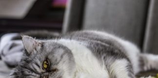 Иммунодефицит у кошек (FIV) — смертельно опасная инфекция