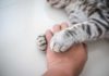 Как понять, что кошка тебя любит: 22 верных признака