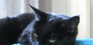 Как понять, что кошка заболела: признаки и симптомы