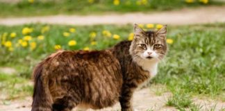 Как понять, что кошка беременна: определяем в домашних условиях