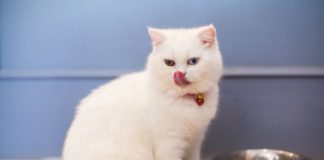 Кошка не пьет воду после стерилизации: причины, что делать