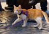 Как приучить кота или кошку к шлейке: быстрая пошаговая инструкция