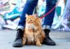 Как приучить кошку или кота ходить в туалет на улицу