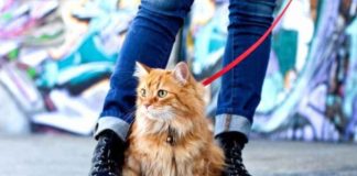 Как приучить кошку или кота ходить в туалет на улицу