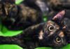 Меняется ли характер кошки после стерилизации: что нужно знать