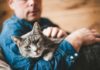 Как приручить кошку к рукам: простые советы