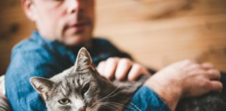 Как приручить кошку к рукам: простые советы