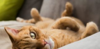 Что делать после стерилизации кошки: самые частые проблемы