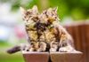 Каким кормом кормить котенка Мейн-куна: советы и рекомендации