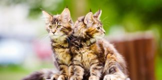 Каким кормом кормить котенка Мейн-куна: советы и рекомендации