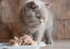 Каким кормом лучше кормить британского котенка: советы и рекомендации