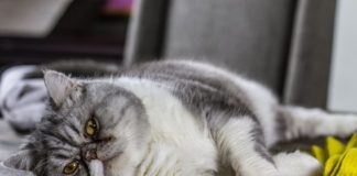 Кошка после стерилизации вялая: причины малоподвижности
