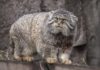 Кот манул загрыз грабителей: правда или вымысел