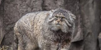 Кот манул загрыз грабителей: правда или вымысел