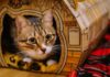 Домик для кошки из картонной коробки своими руками: примеры и пошаговые инструкции