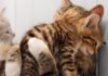 К чему снится кошка с котятами: сонник про кошу с котятами