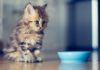 Сколько раз в день кормить котенка