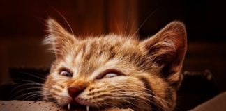 Когда меняются зубы у котят